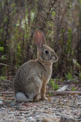 Fototapeta premium Ears up and listening.