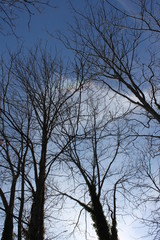 Rainbow Through Trees