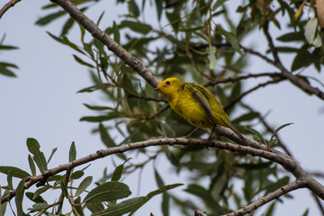 Yellow and orange finch with black head keeping a watch on his suroundings while holding firmly to branch.