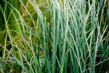 Deep green steppe grass texture