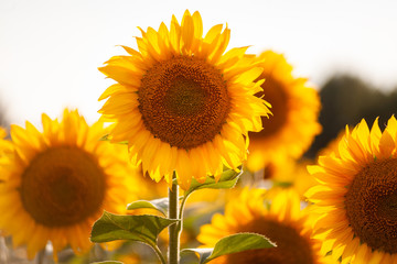 Obraz premium Sunflowers close image in sunset warm light