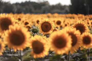 Sunflowers close image in sunset warm light