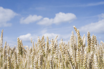 golden wheat field