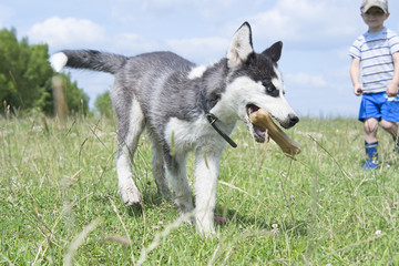 siberian husky puppy play