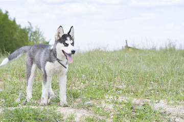 siberian husky