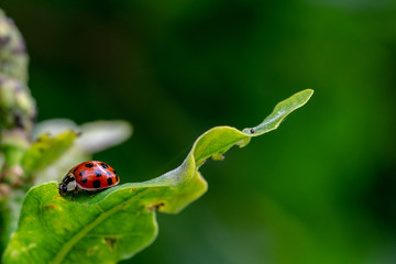 Ladybird beetle resting on a green leaf