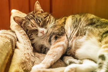 Милая пушистая пятнистая кошка спит на мягком одеяле