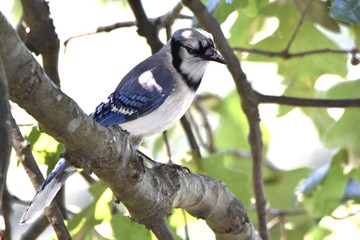 blue jay in oak tree