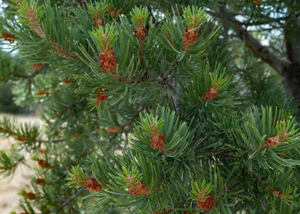 Pine Tree Needles