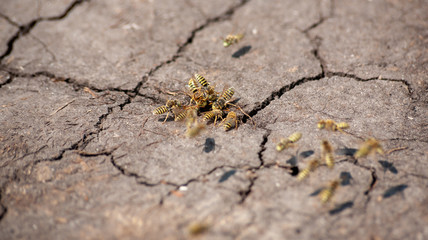 swarm of wasps in the cracks of the earth