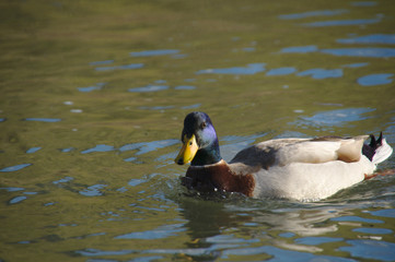 mister duck is not shy