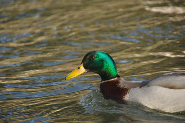 look at me i am the duck