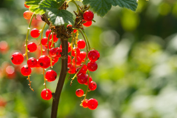 Redcurrant. Ripe and Fresh Organic Red Currant Berries Growing