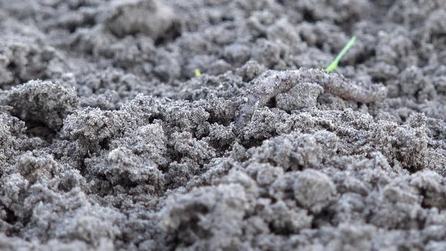 Earthworm crawls over the ground in the nature