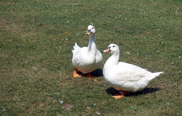 Gans
