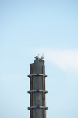 birds on the broken mast