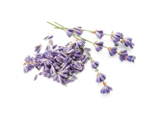 Beautiful blooming lavender flowers on white background