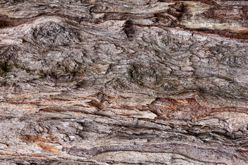 Australian pine (Casuarina equisetifolia) tree trunk bark closeup, texture - Wolf Lake Park, Davie, Florida, USA