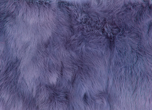 Purple Fur Background