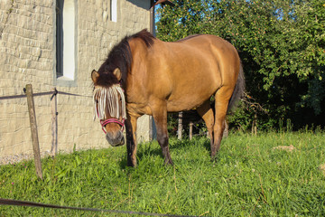 brown horse on paddock with green grass