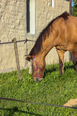 brown horse on paddock with green grass