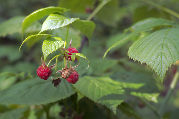 red raspberry in wild nature. Raceme of ripe and ripening berries of the shrub in the forest. Closeup