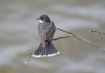 Eastern kingbird from rear isolated by selective focus