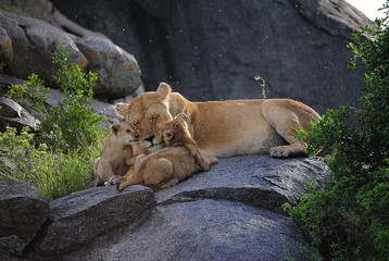 lion
