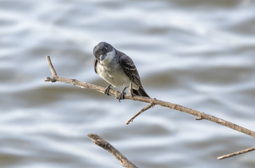 Eastern kingbird isolated on bare branch
