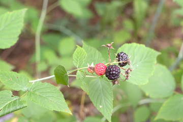 wild blackberry fruits, ripe and ripening in a same inflorescence
