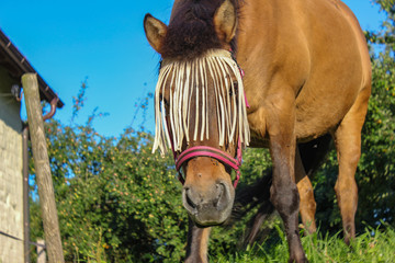 brown horse on paddock with green grass