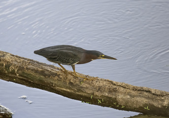 Green heron, Butorides virescens, stalking prey