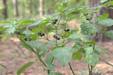 black nightshade shrub berries and wide leaves. purple-black ball-shaped fruits, ripening on the lush racemes - obrazy, fototapety, plakaty