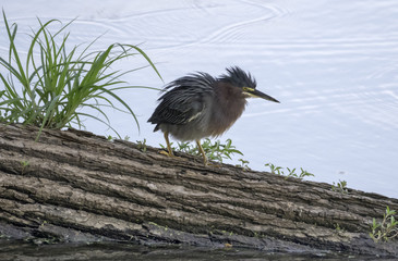 Green heron, Butorides virescens, on log, feathers fluffed