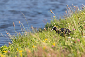 Eurasian coot (Fulica atra) on the bank of a lake