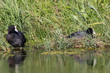 breeding Eurasian coot couple (Fulica atra) sitting on nest