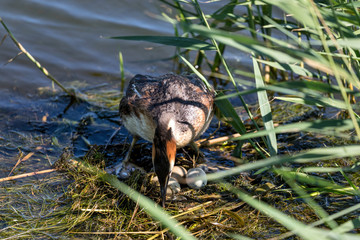 breeding great crested grebe (Podiceps cristatus) with three eggs