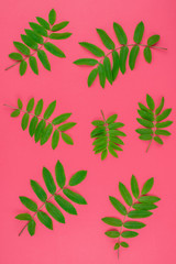 Green rowan tree leaves on bright pink background