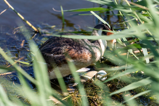 breeding great crested grebe (Podiceps cristatus) with three eggs