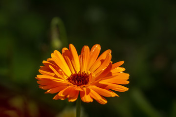 Obraz premium orange flower