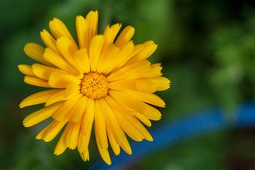 gelbe blume