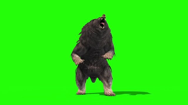Grizzly BEAR Roar Attack Front Green Screen 3D Rendering Animation
