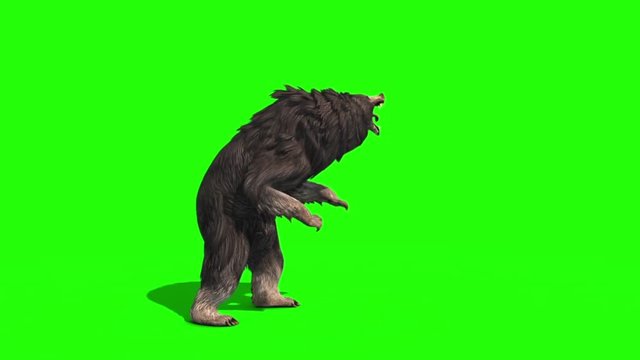 Grizzly BEAR Roar Attack Side Green Screen 3D Rendering Animation