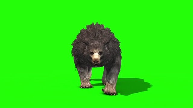 Grizzly BEAR Walkcycle Font Green Screen 3D Rendering Animation