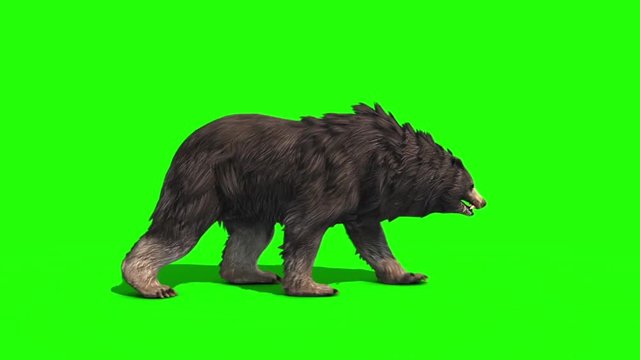 Grizzly BEAR Walkcycle Side Green Screen 3D Rendering Animation