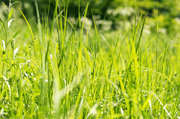 Fresh green summer grass background closeup