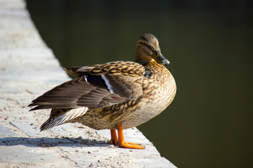 Duck mallard