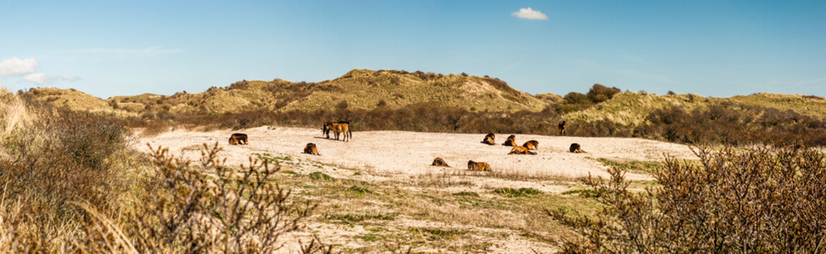 Herd of wild Konik horses in a sandy dune valley - North Holland