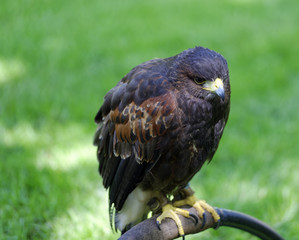 Striking perched Harris Hawk