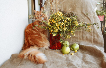 Sunny portrait of cute red ginger Maine coon cat on the balcony with the flower bouquet and green apples